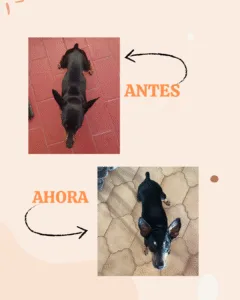 Akira antes y ahora: en la primera foto está muy delgada; en la segunda tiene buen peso y pelaje