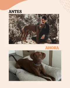 Silas antes y ahora: en la primera foto está muy delgado; en la segunda descansa en su cama, recuperado
