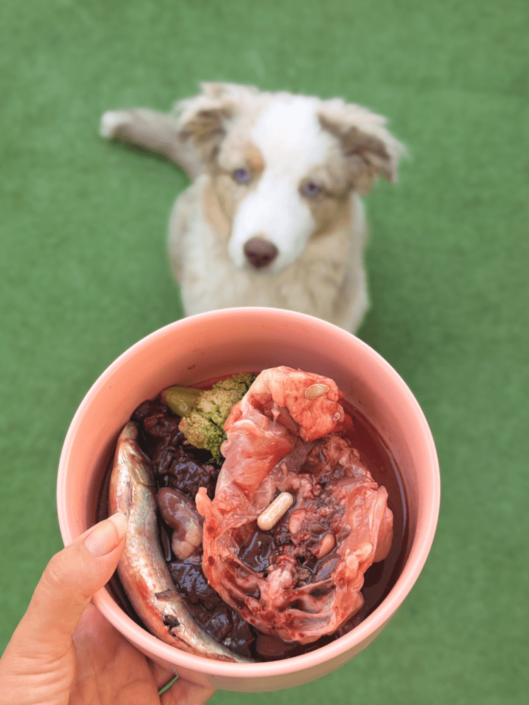 Un cachorro mira un cuenco de comida natural cruda
