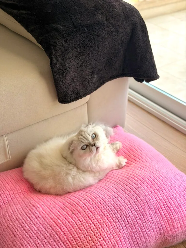 Lexa, la primera gata que llegó a casa