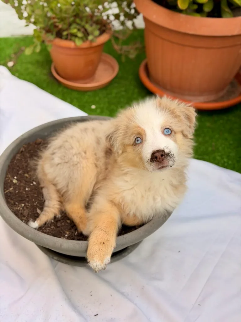 Phoebe, la última incorporación de la familia